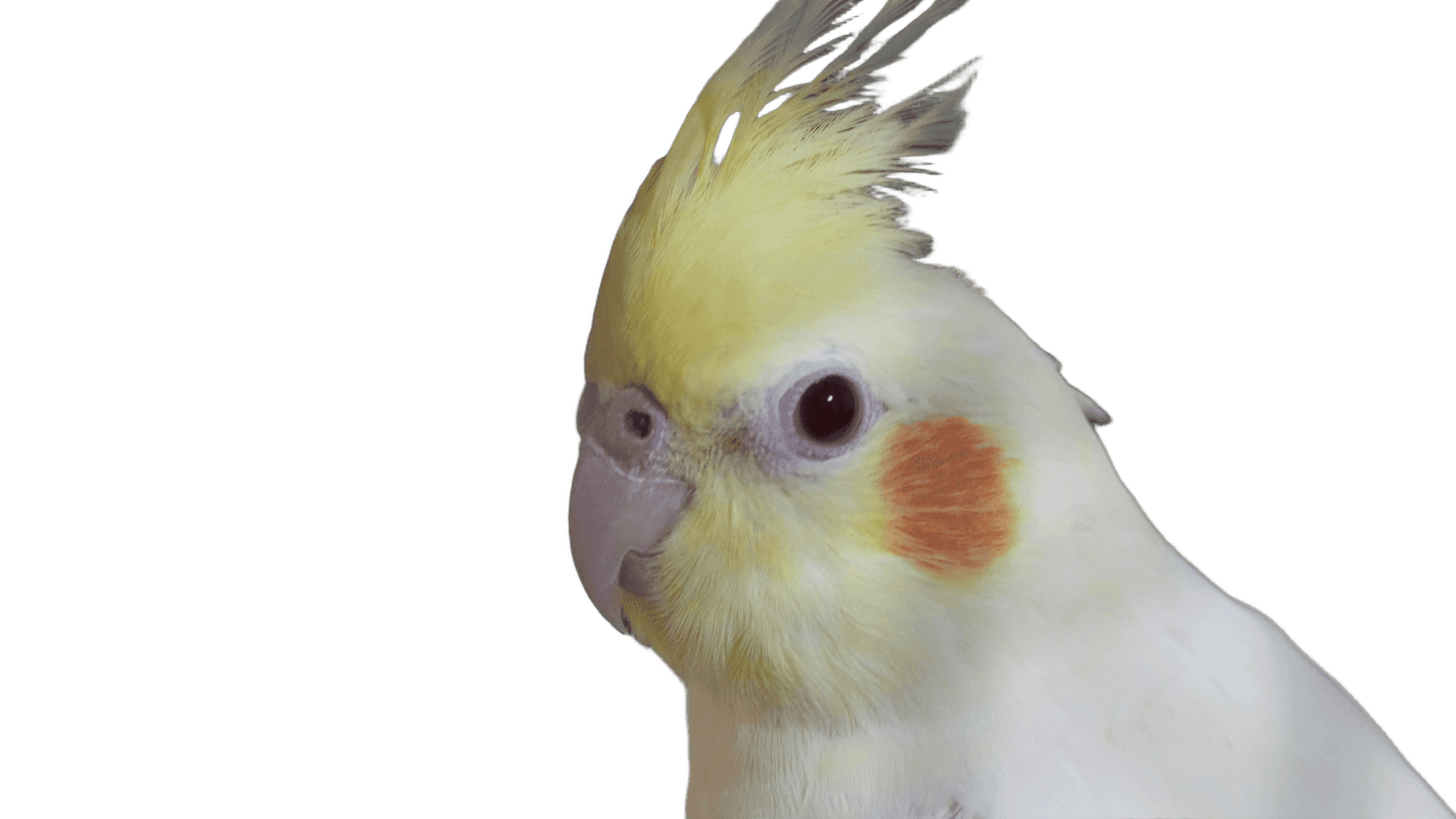 Background cleanup after