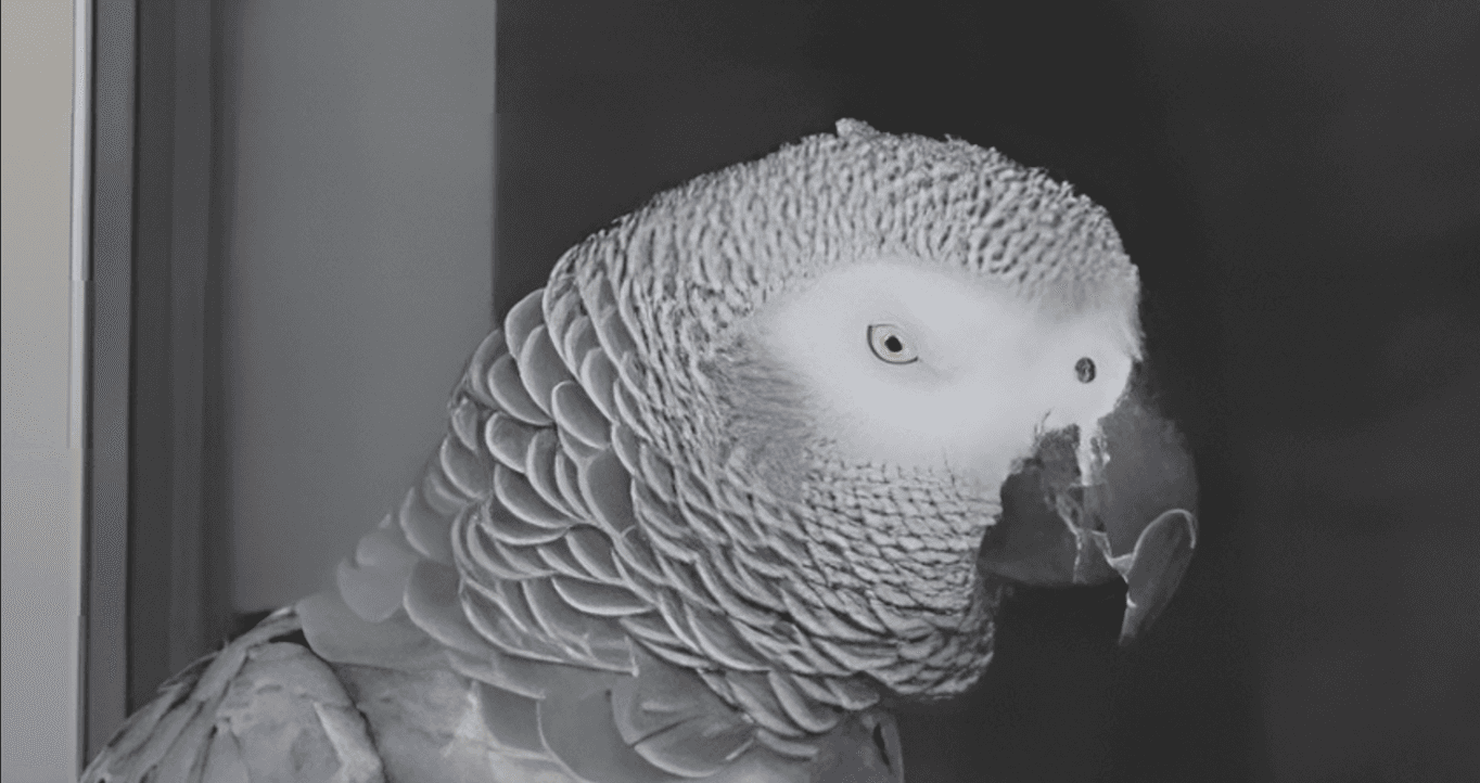 AI upscaled 2x result from Formatif AI — local GPU processing